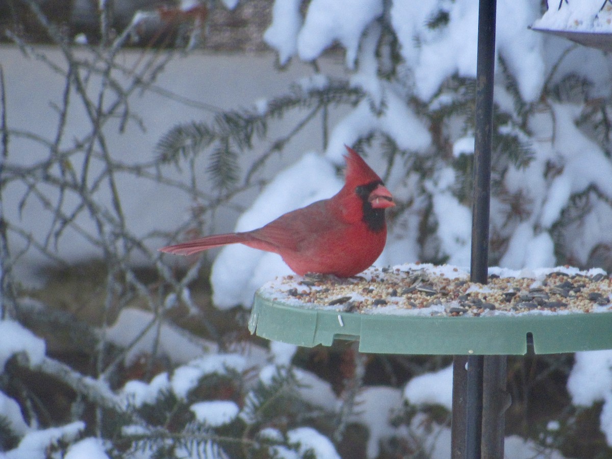 Kardinal arrunta - ML646755318