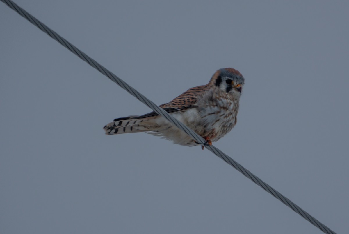 American Kestrel - ML646755319