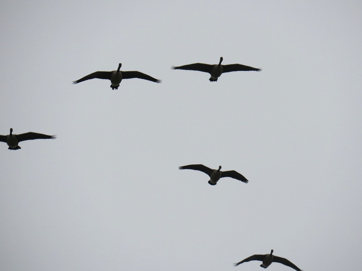 ברנטה קנדית - ML646755322