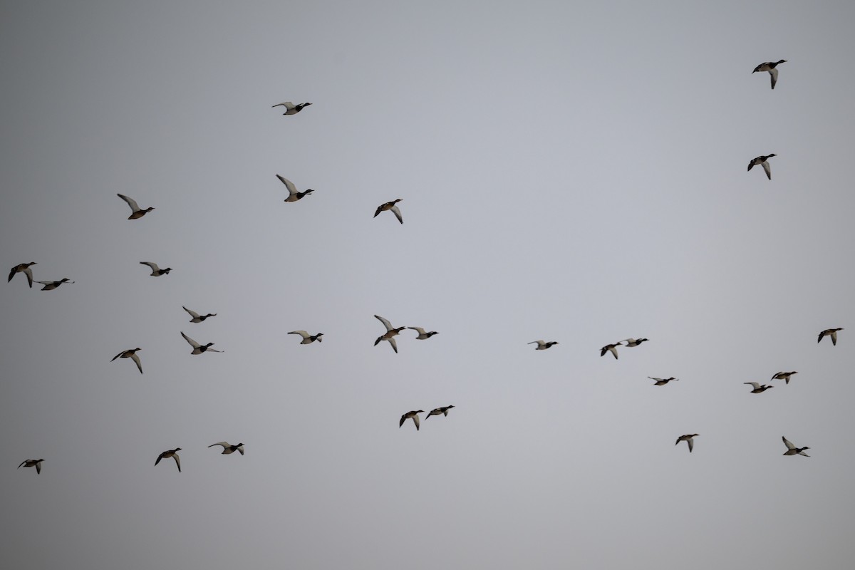 Ánade Azulón - ML646755323