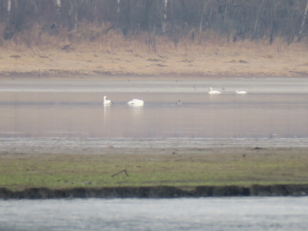 ברבור אמריקני - ML646755327