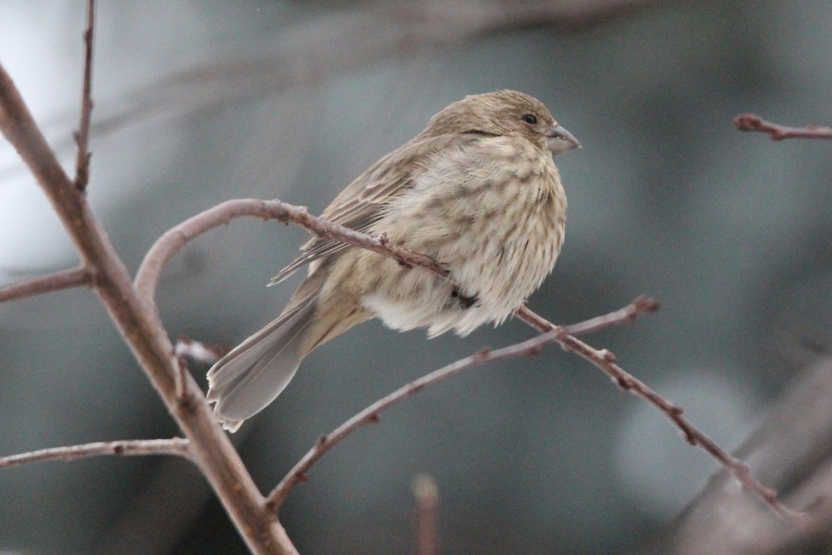 House Finch - ML646755328