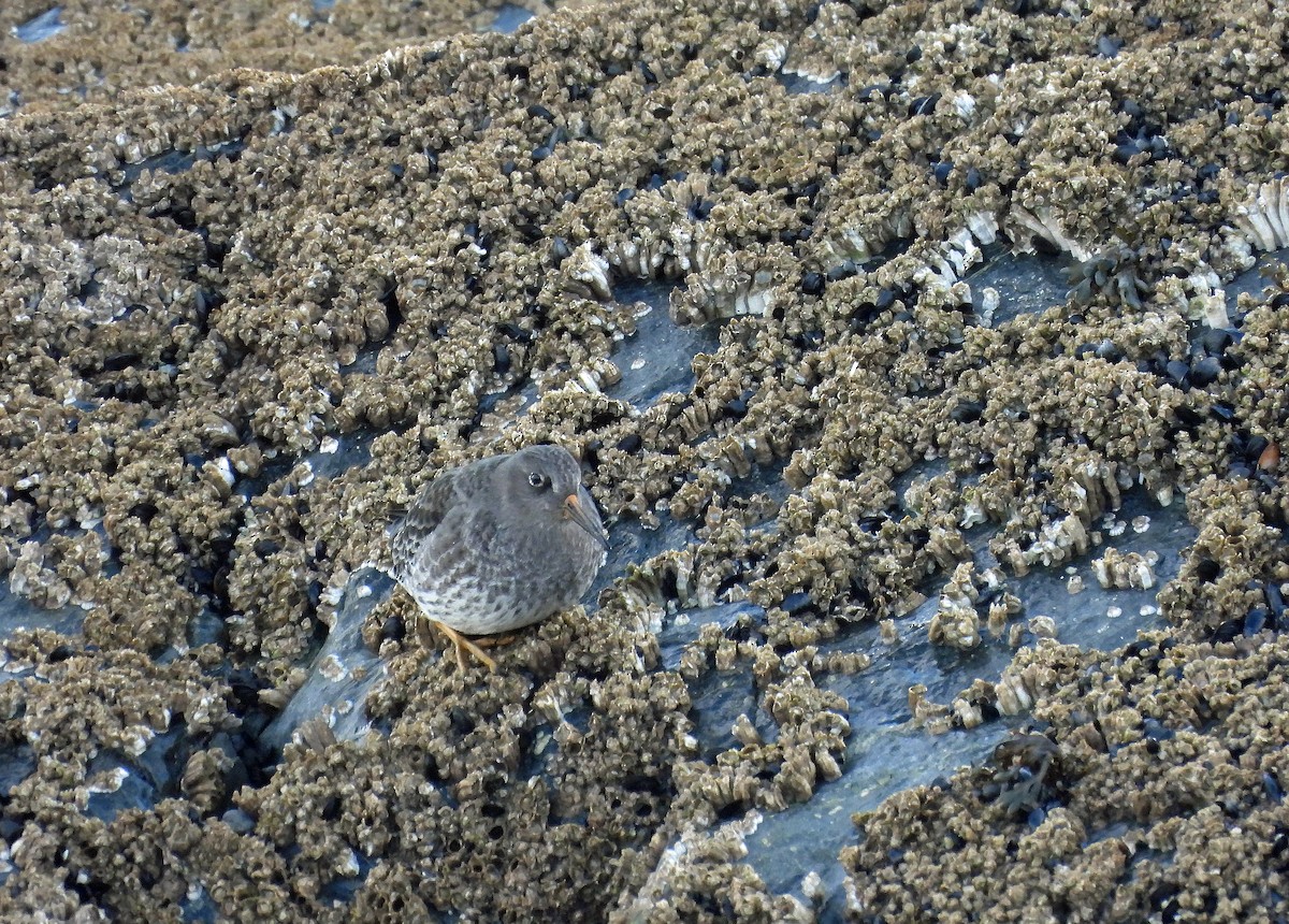 Purple Sandpiper - ML646755332