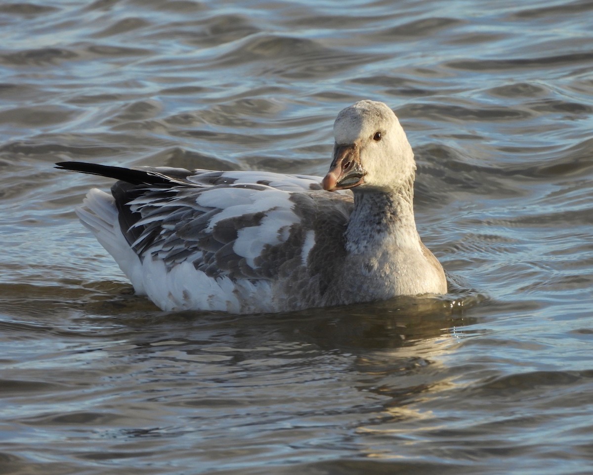 Oca delle nevi - ML646755334