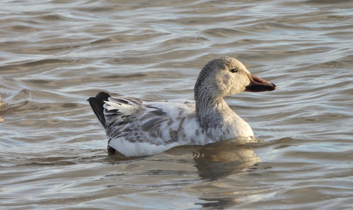 Oca delle nevi - ML646755335