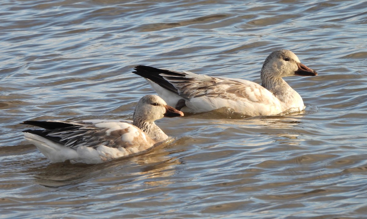 Oca delle nevi - ML646755336