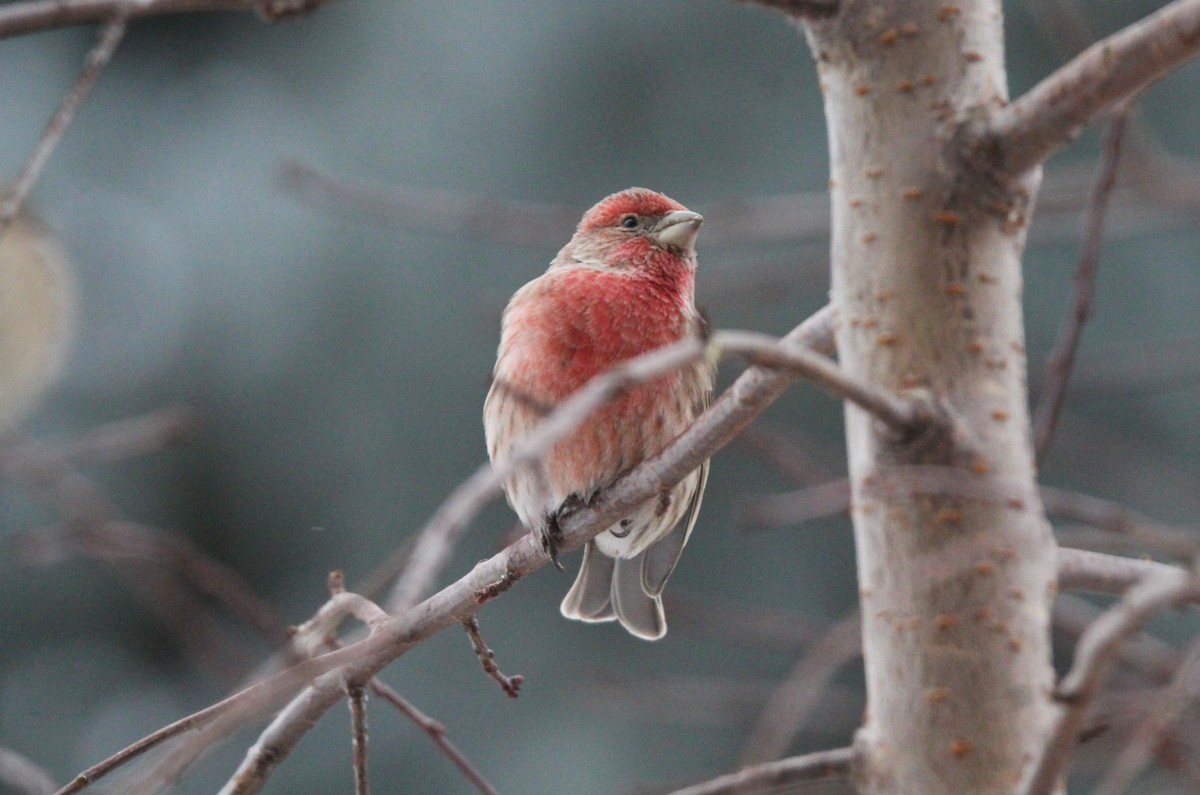 House Finch - ML646755337