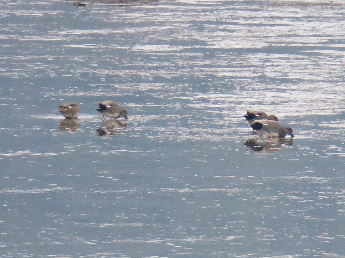 Boz Ördek - ML646755342