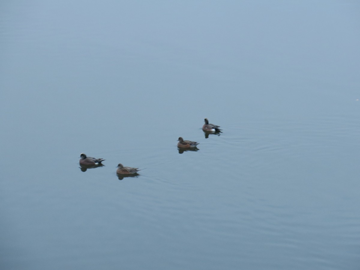 ברווז אמריקני - ML646755345