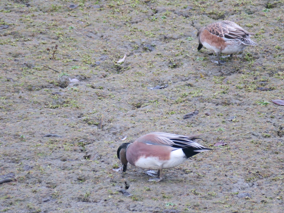 ברווז אמריקני - ML646755346