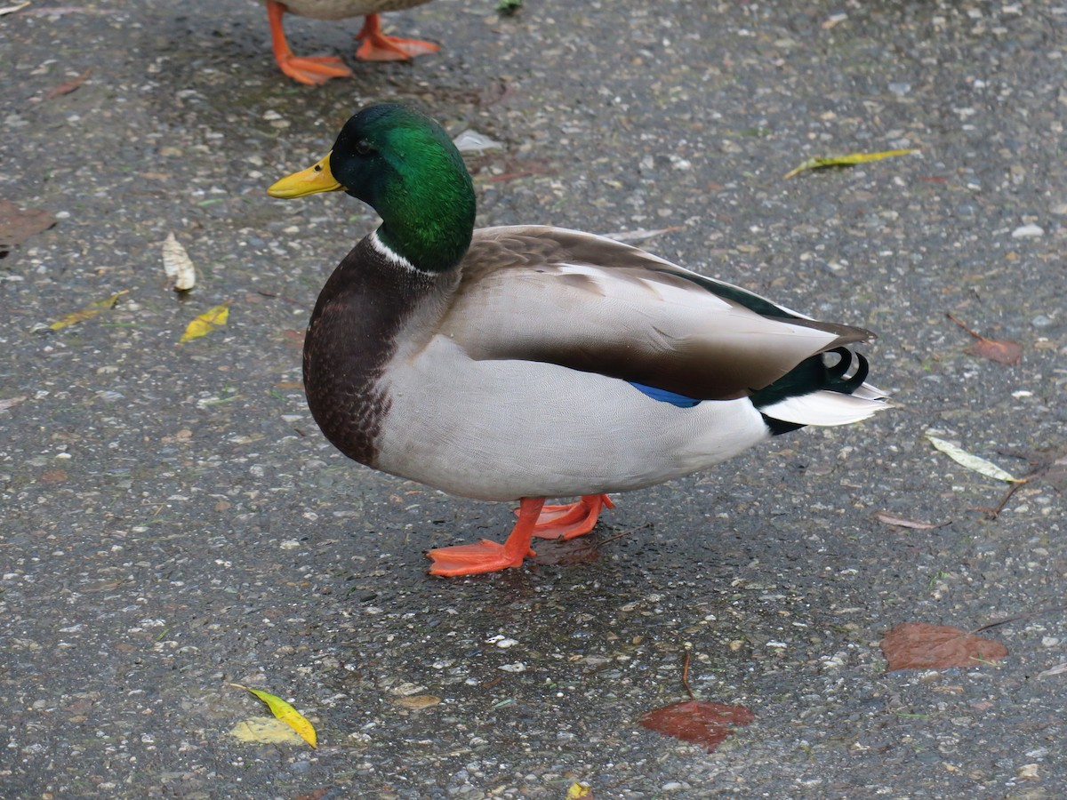 ברכיה - ML646755352