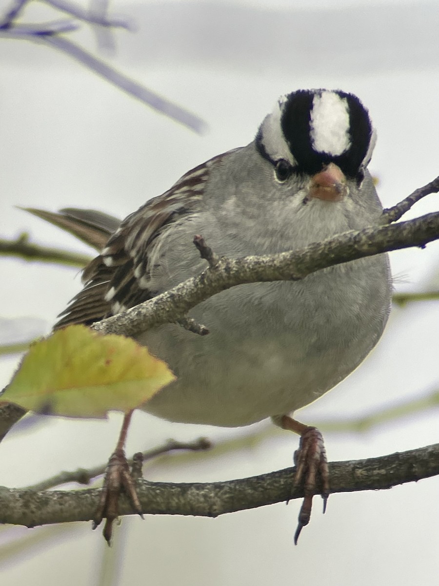 White-crowned Sparrow - ML646755353