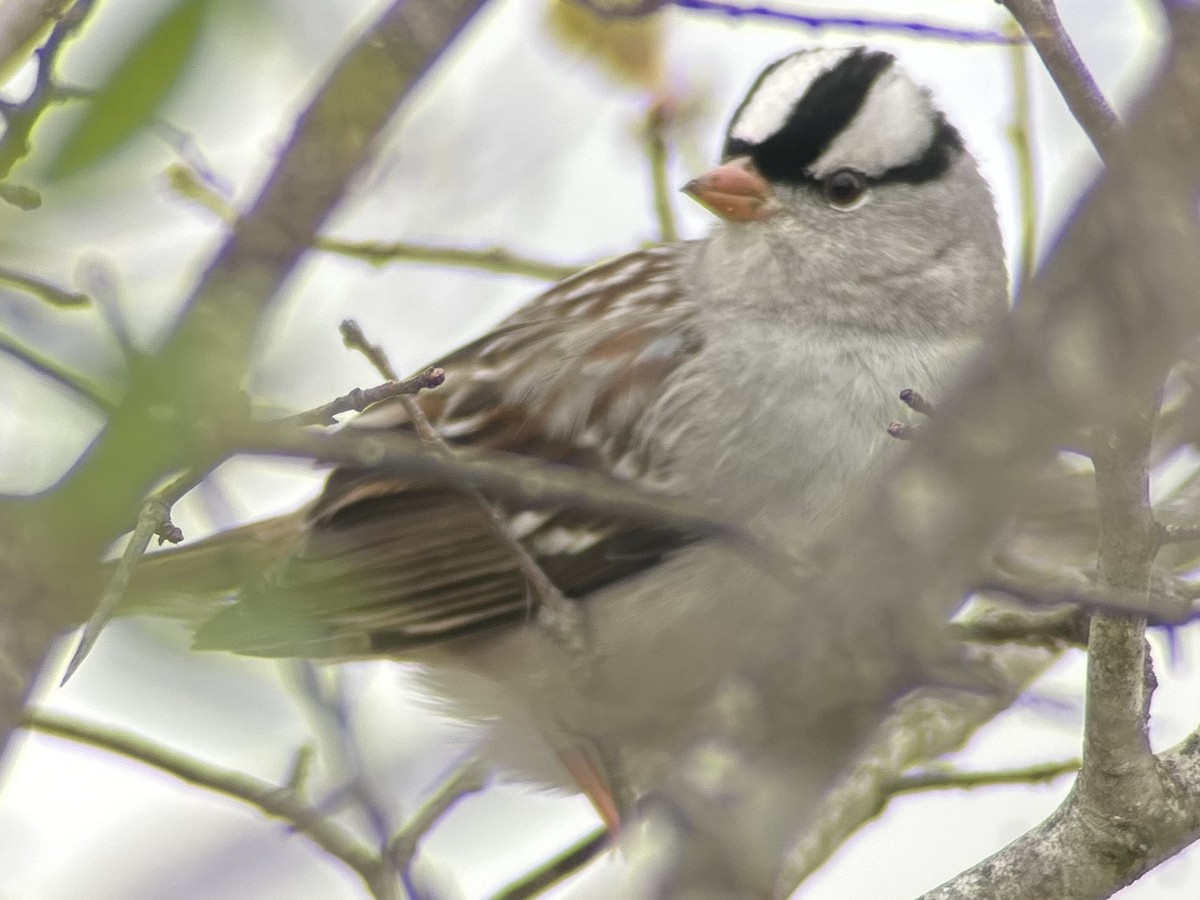 White-crowned Sparrow - ML646755354