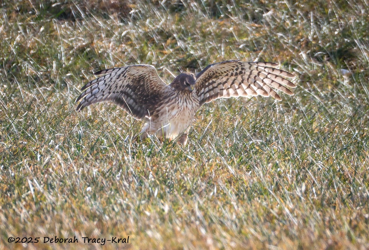 Northern Harrier - ML646755356