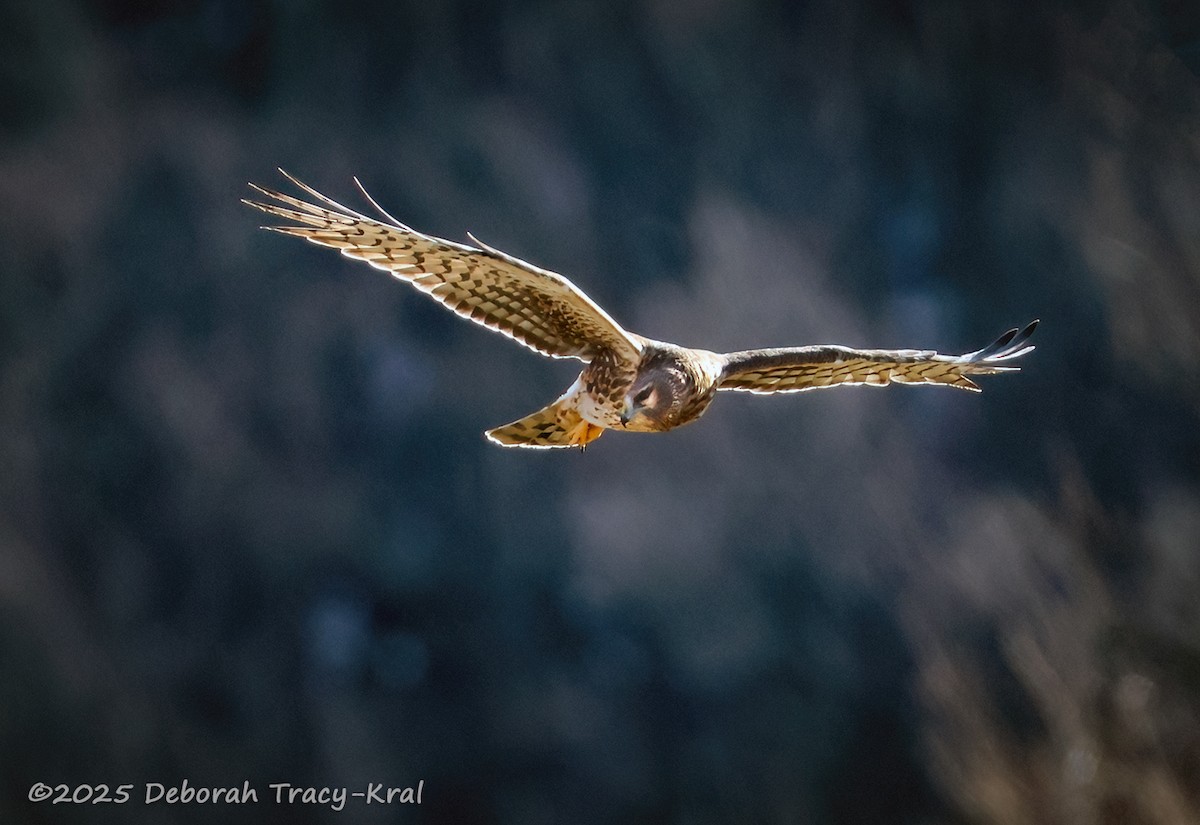 Northern Harrier - ML646755361