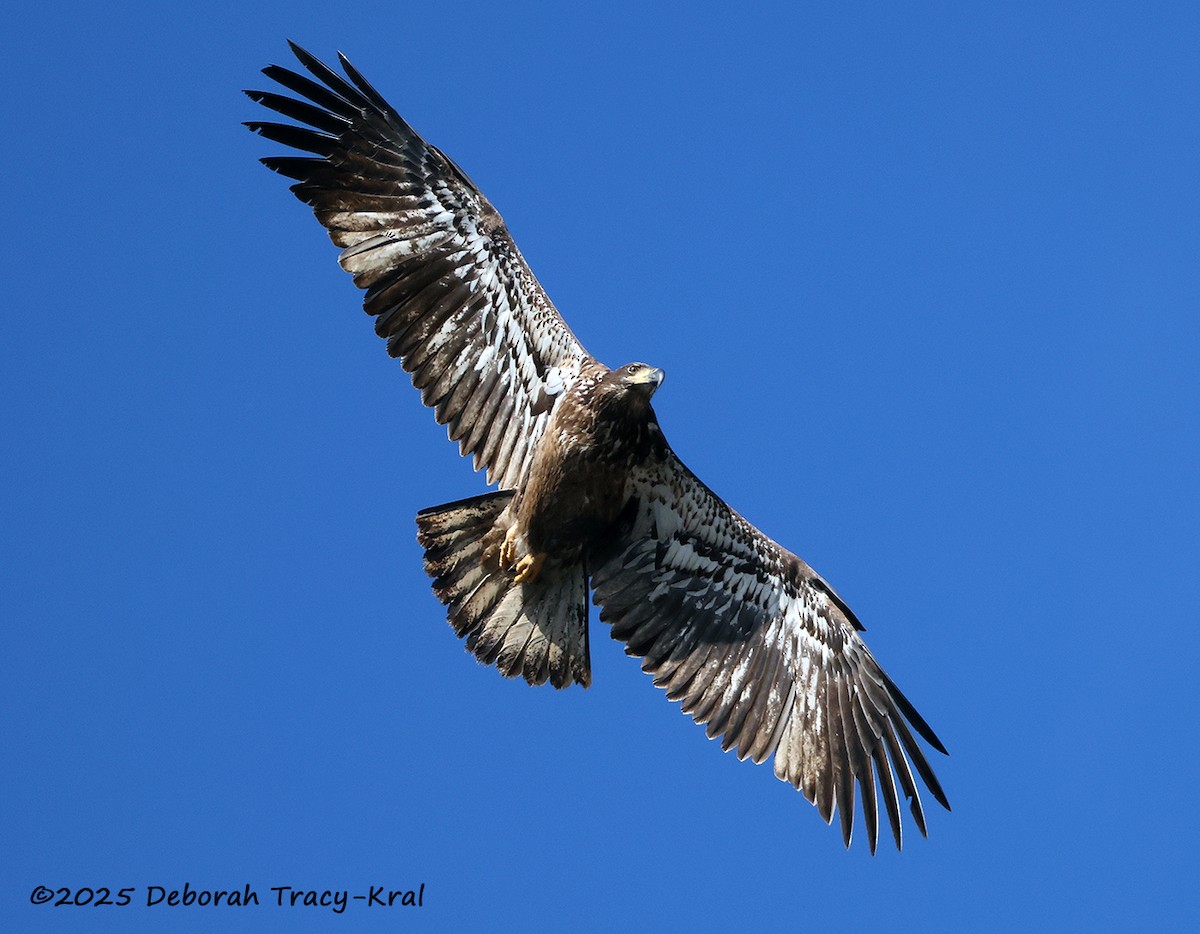 Bald Eagle - ML646755368
