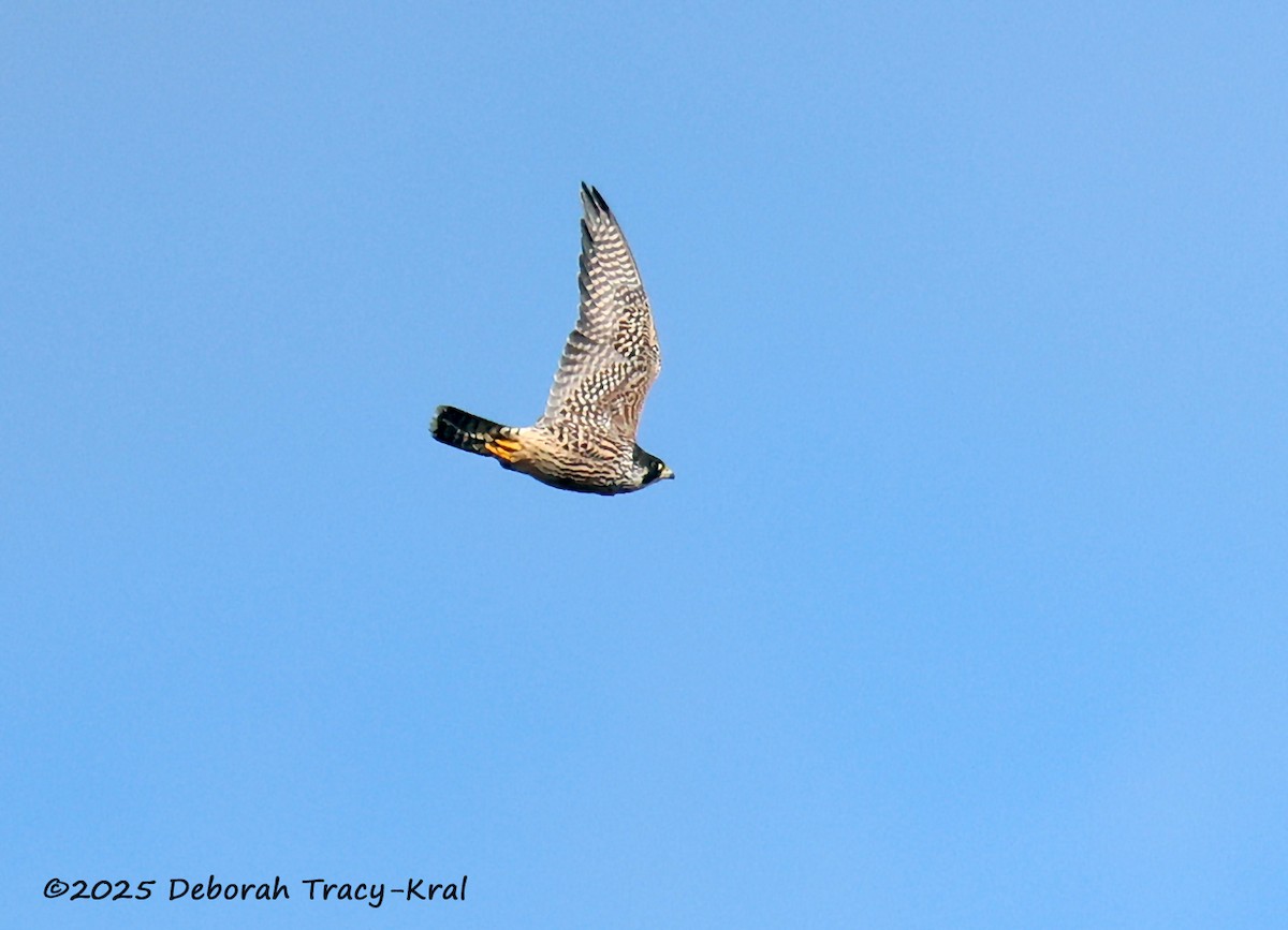 Peregrine Falcon - ML646755376