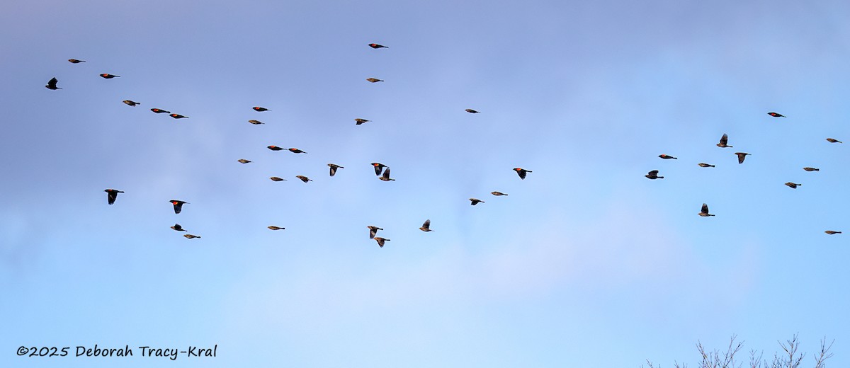 Red-winged Blackbird - ML646755377