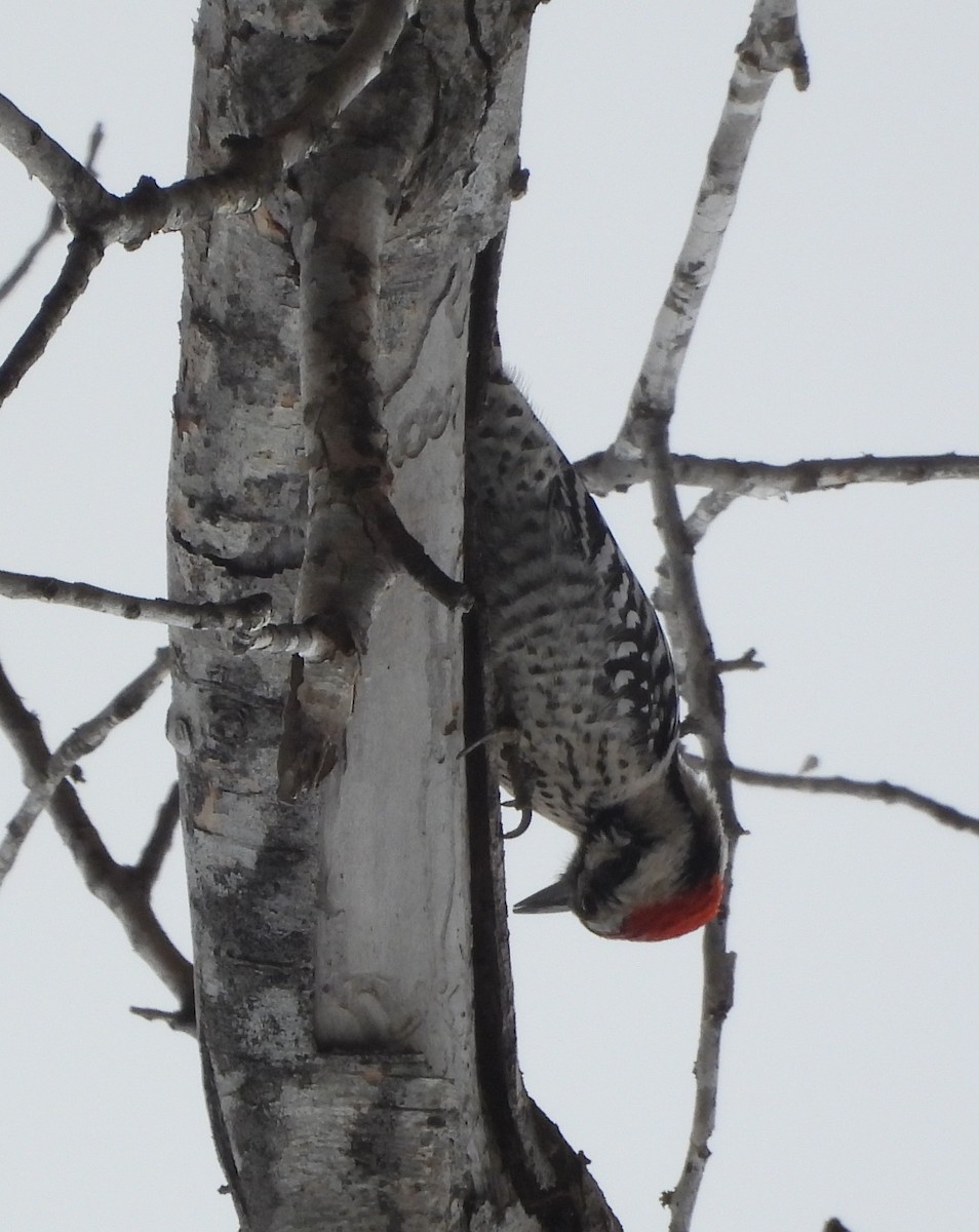 Chupasavia Norteño - ML646755379