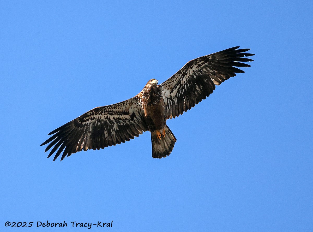 Bald Eagle - ML646755381