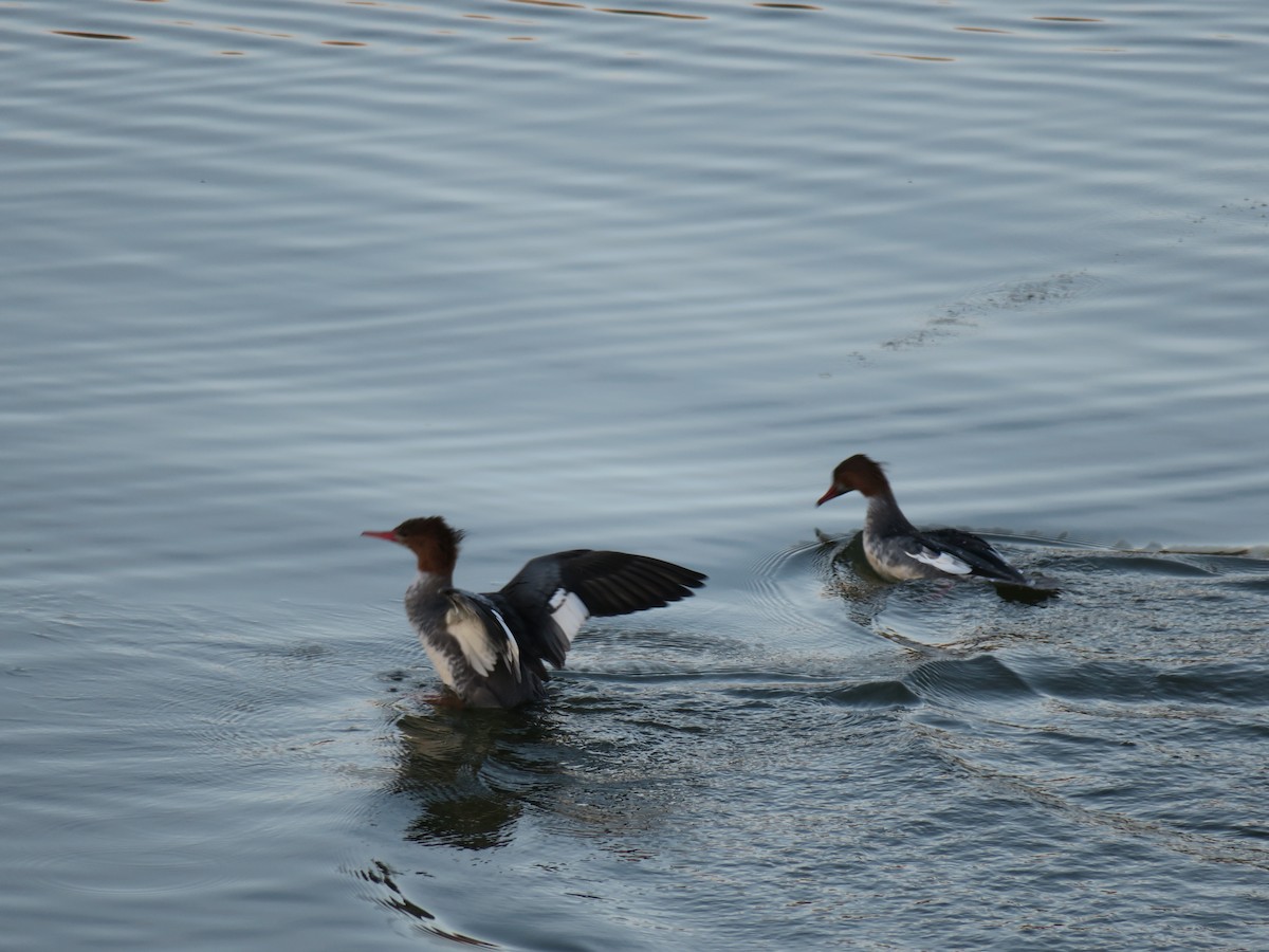 מרגון גדול - ML646755383