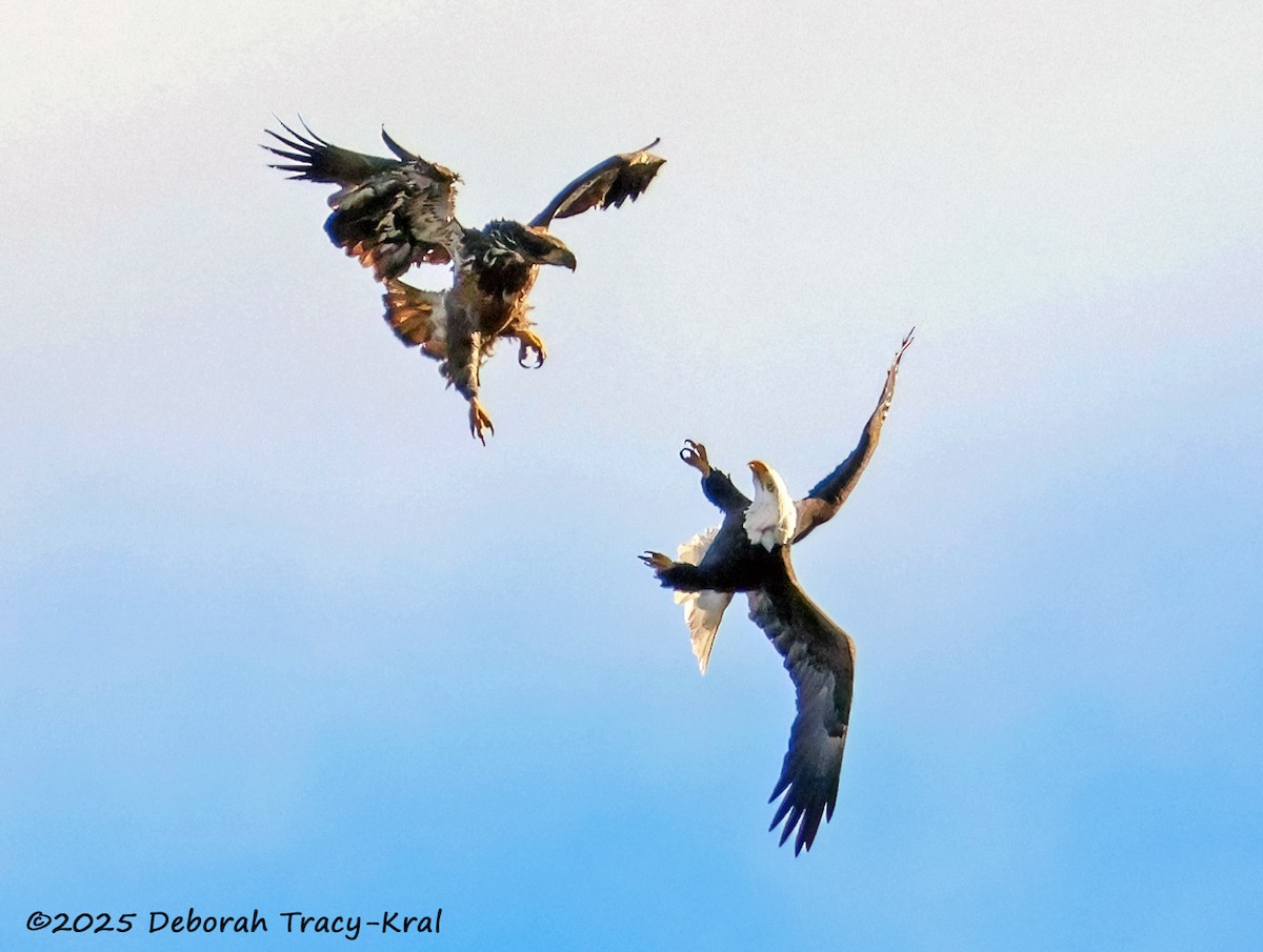 Bald Eagle - ML646755385
