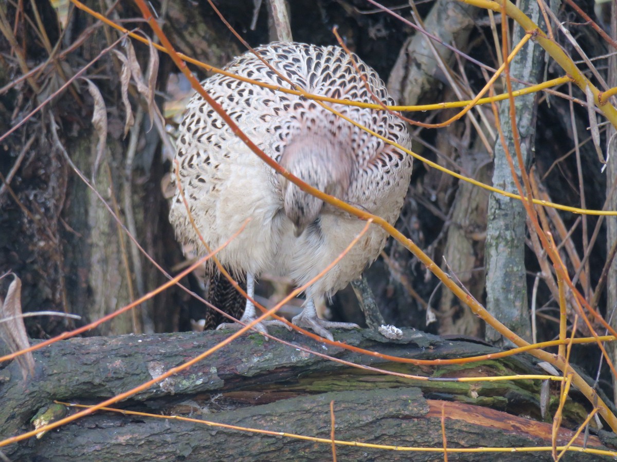 פסיון מצוי - ML646755386
