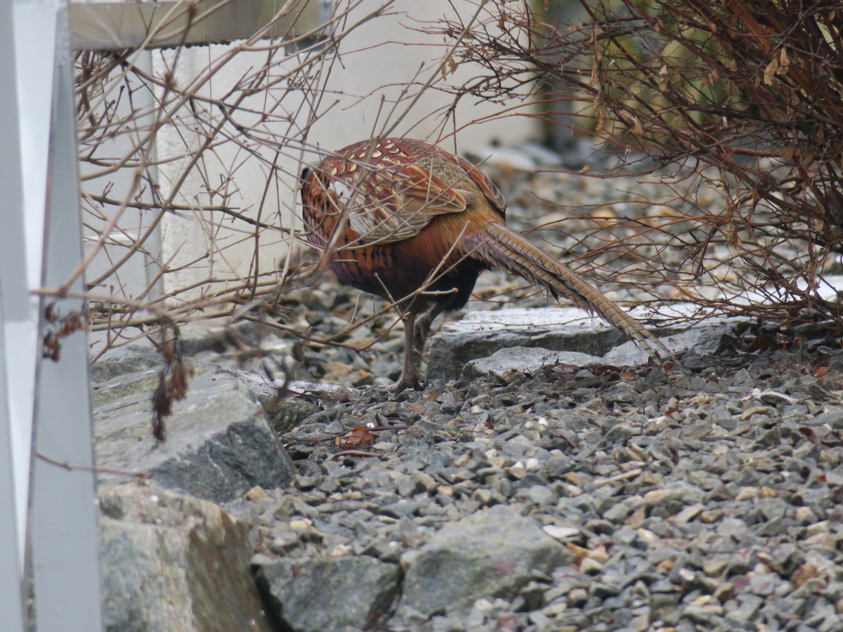 פסיון מצוי - ML646755387