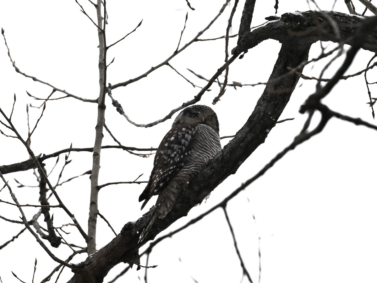 Northern Hawk Owl - ML646755388