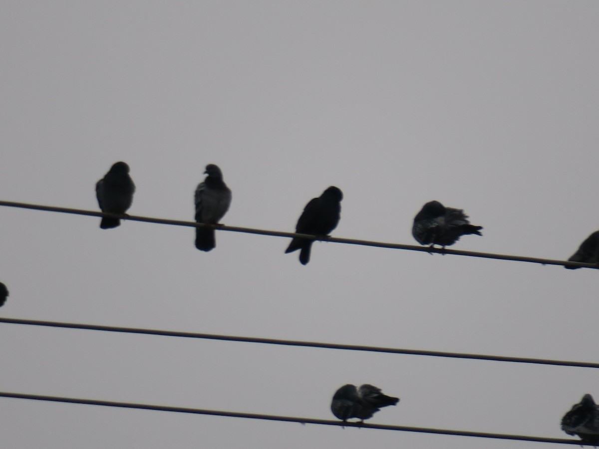 יונת בית - ML646755389