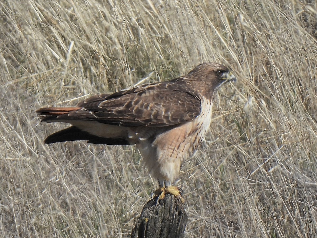 Red-tailed Hawk - ML646755390