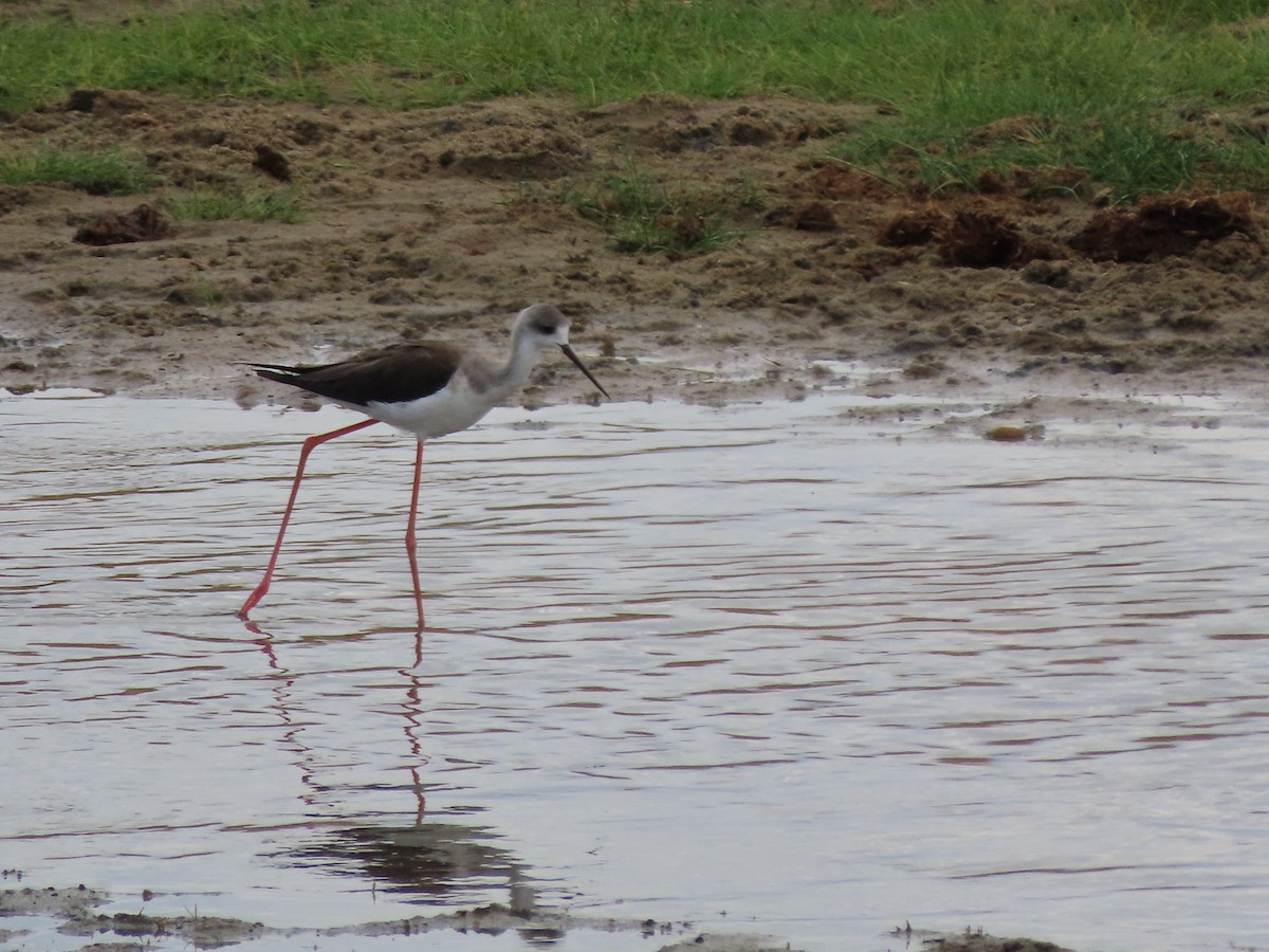 Black-winged Stilt - ML646755396