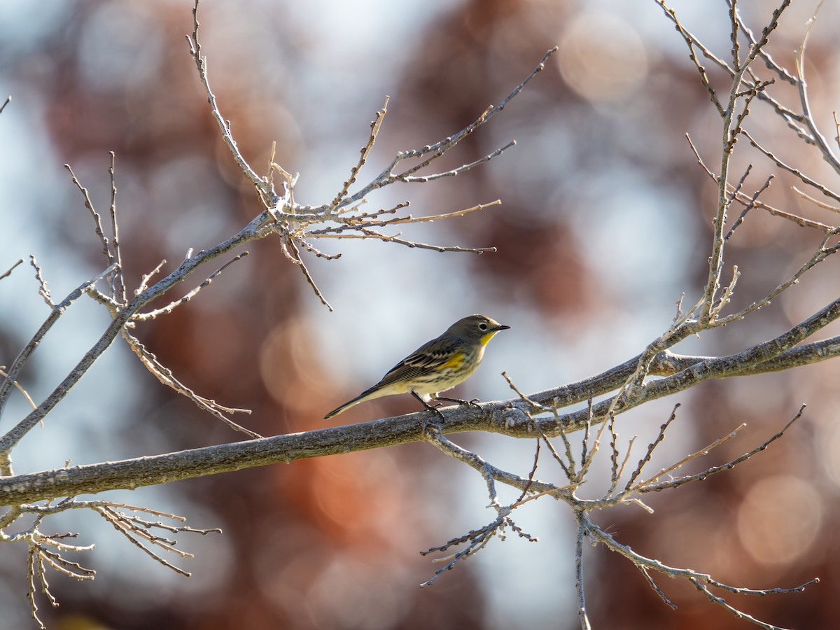 Yellow-rumped Warbler - ML646755397