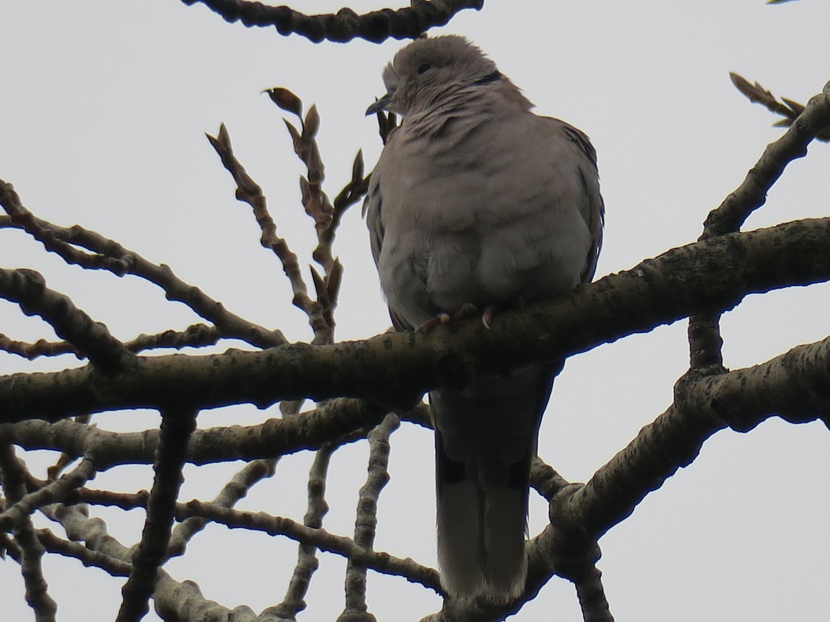 תור צווארון - ML646755398