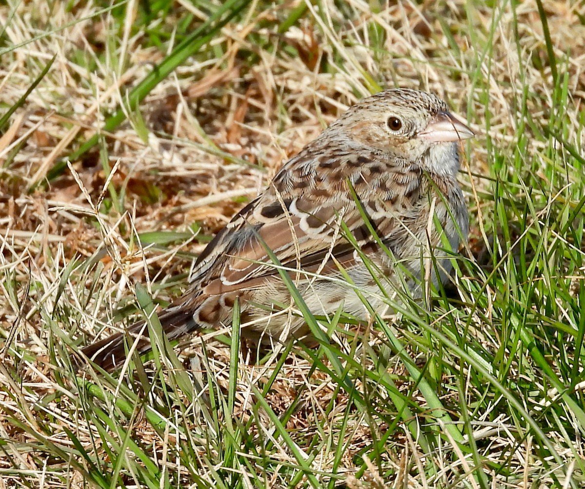 Cassin's Sparrow - ML646755399