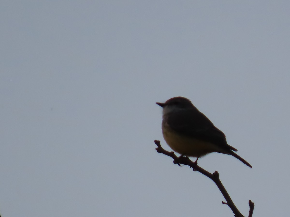 Vermilion Flycatcher - ML646755400