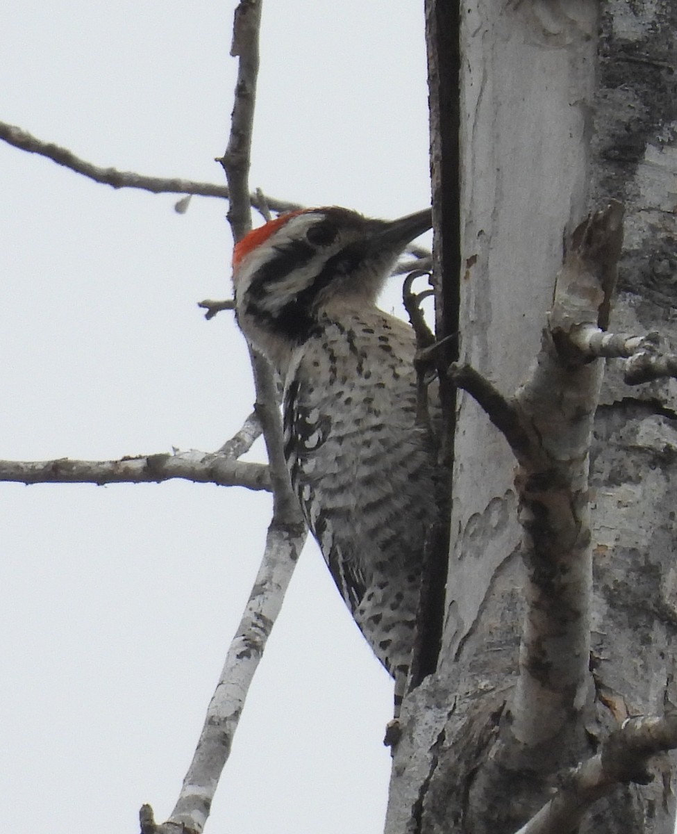 Pico Mexicano - ML646755401