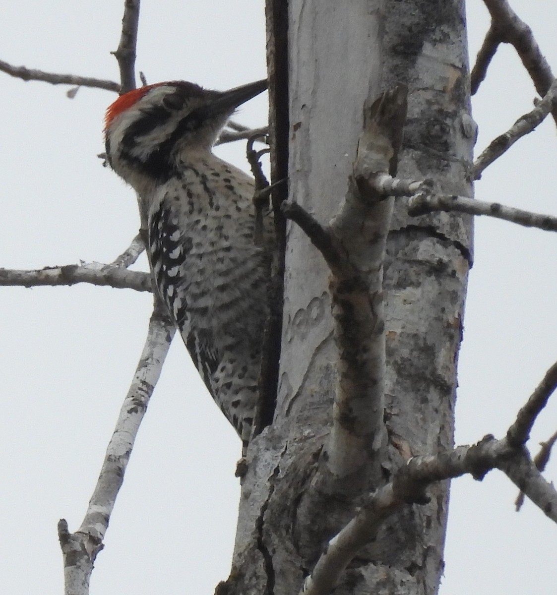 Pico Mexicano - ML646755402