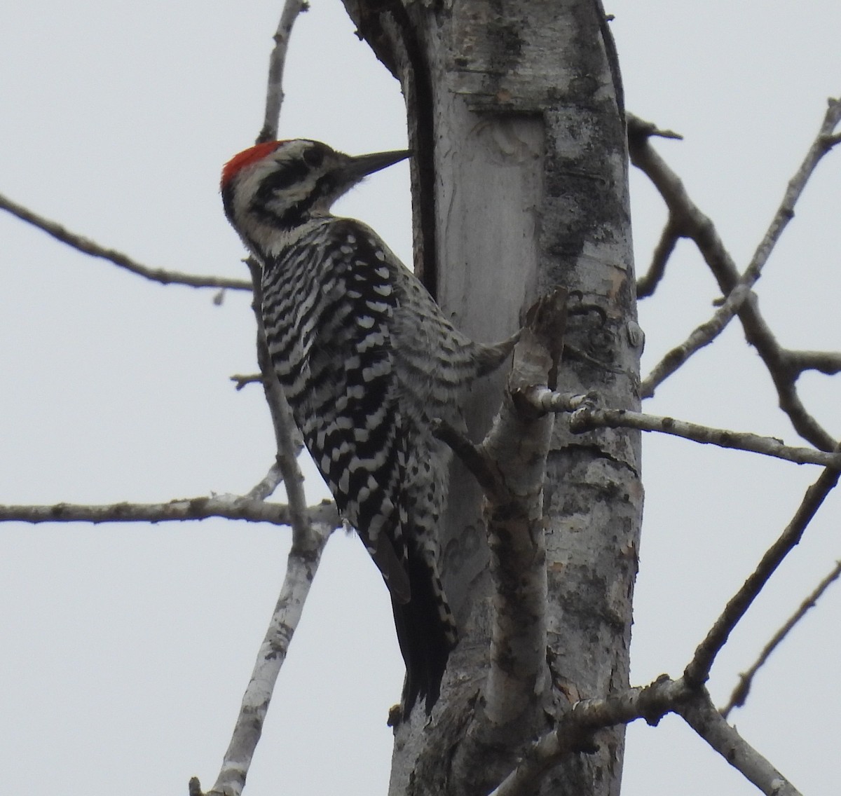 Pico Mexicano - ML646755403