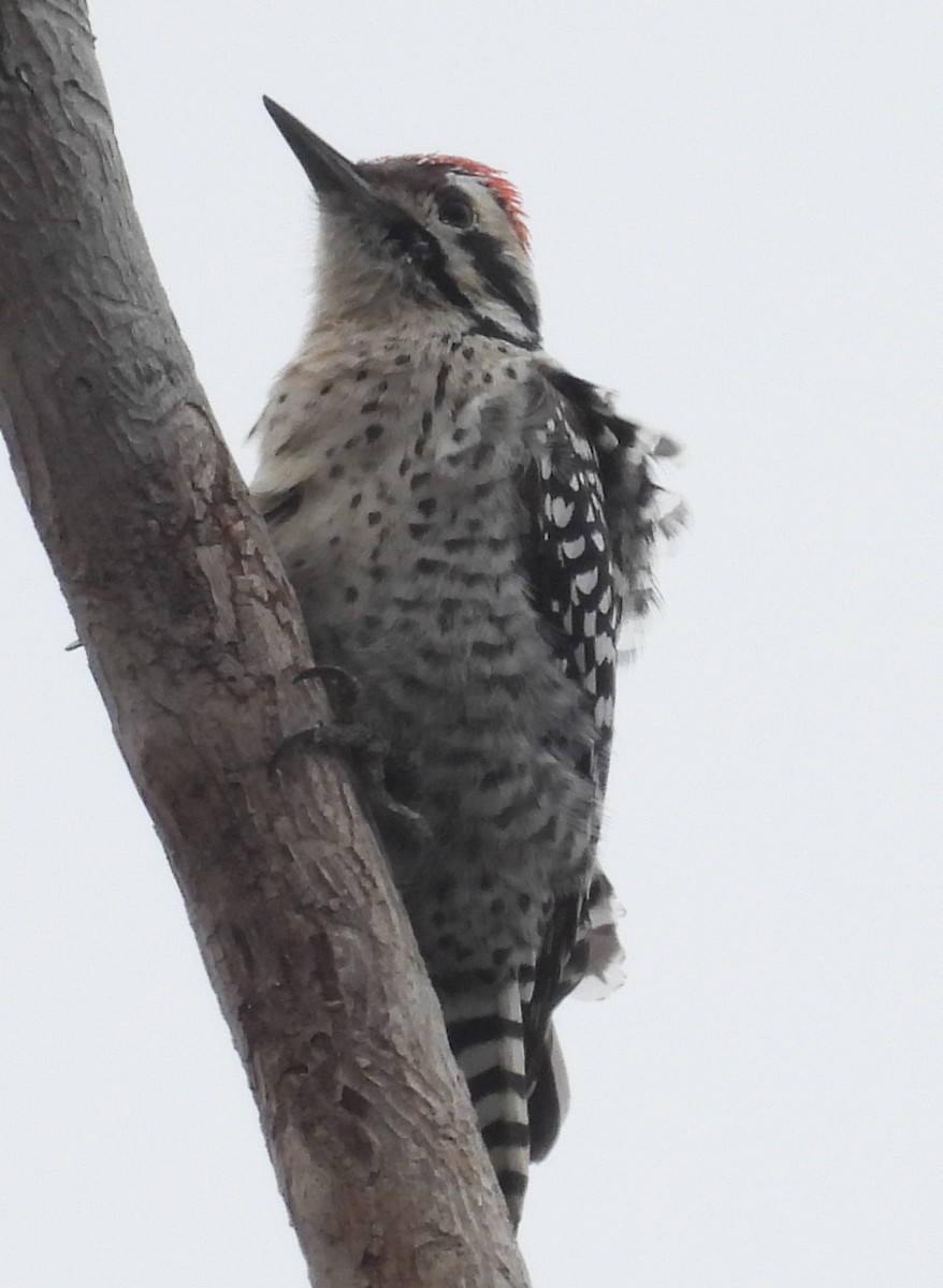 Pico Mexicano - ML646755404