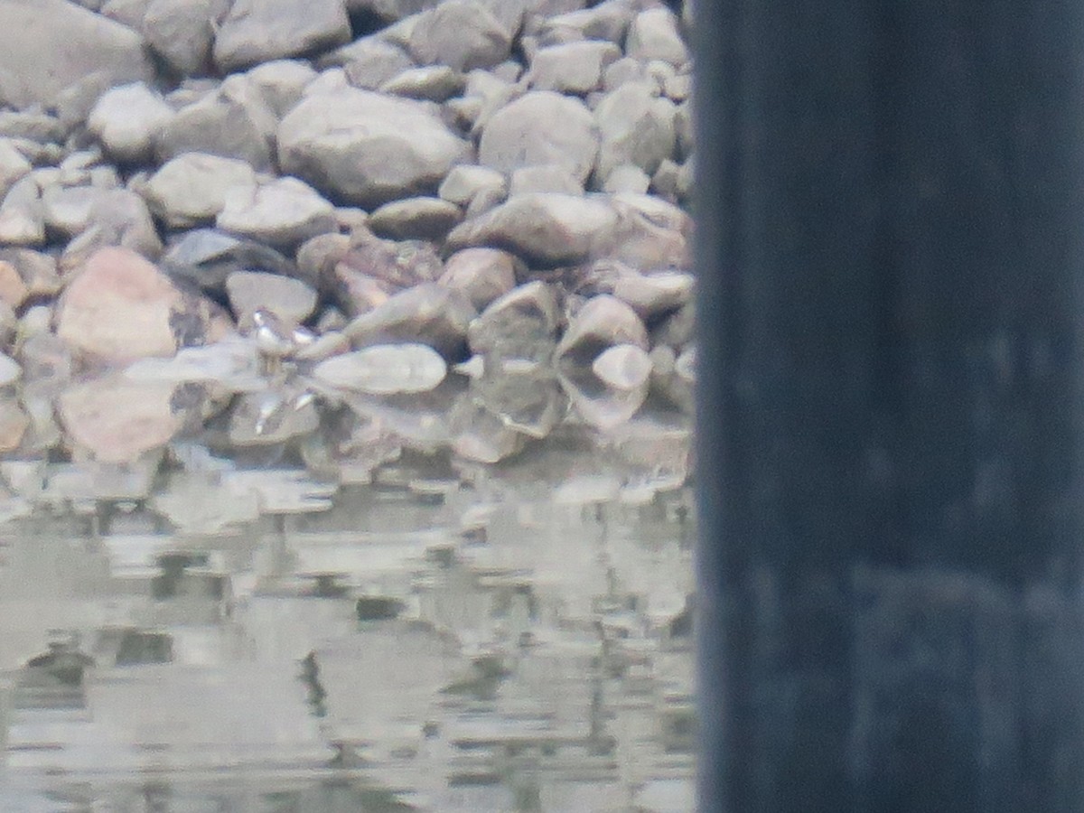 ביצנית נקודה - ML646755405