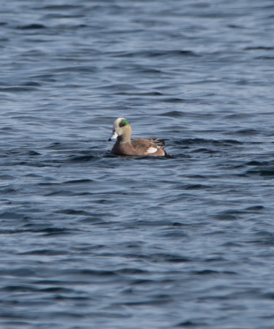 American Wigeon - ML646755406