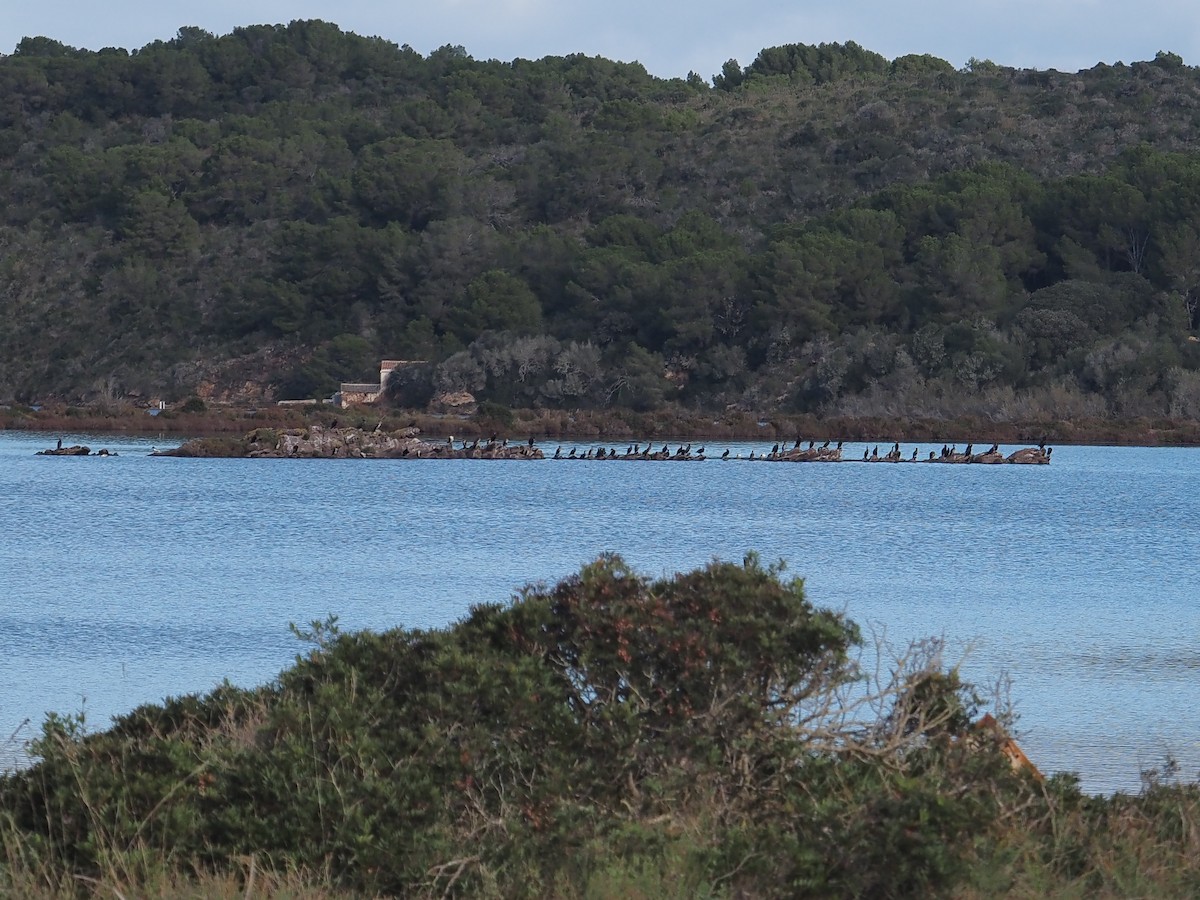 Баклан великий - ML646755407