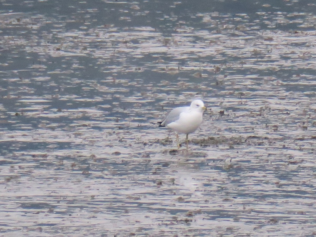 שחף עקוד-מקור - ML646755410