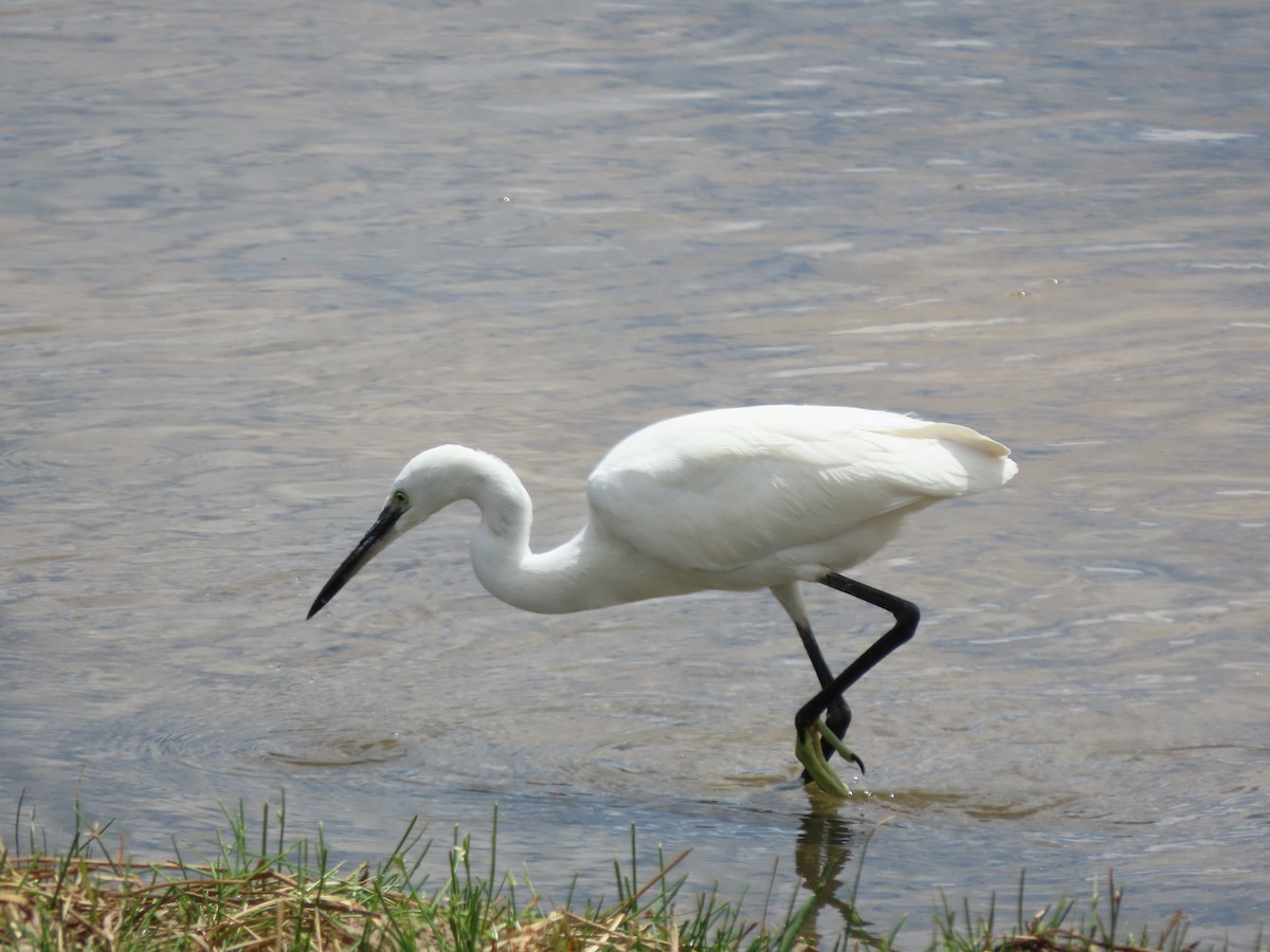 Little Egret - ML646755411