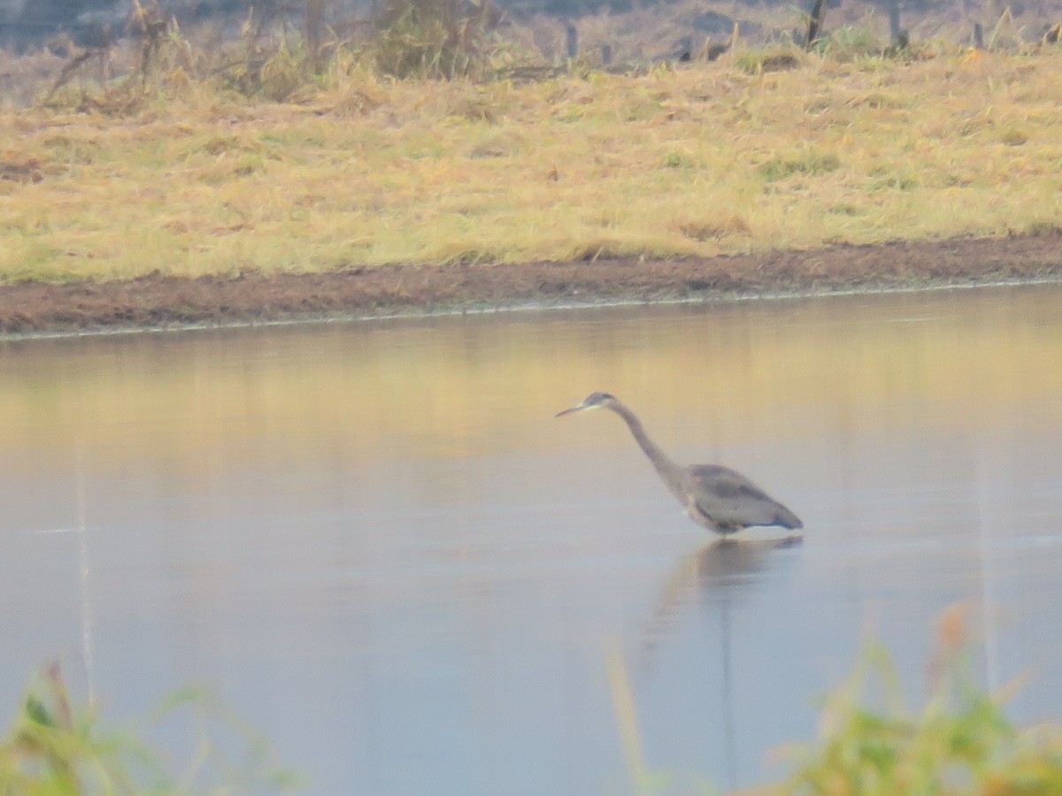 אנפה אמריקנית - ML646755412