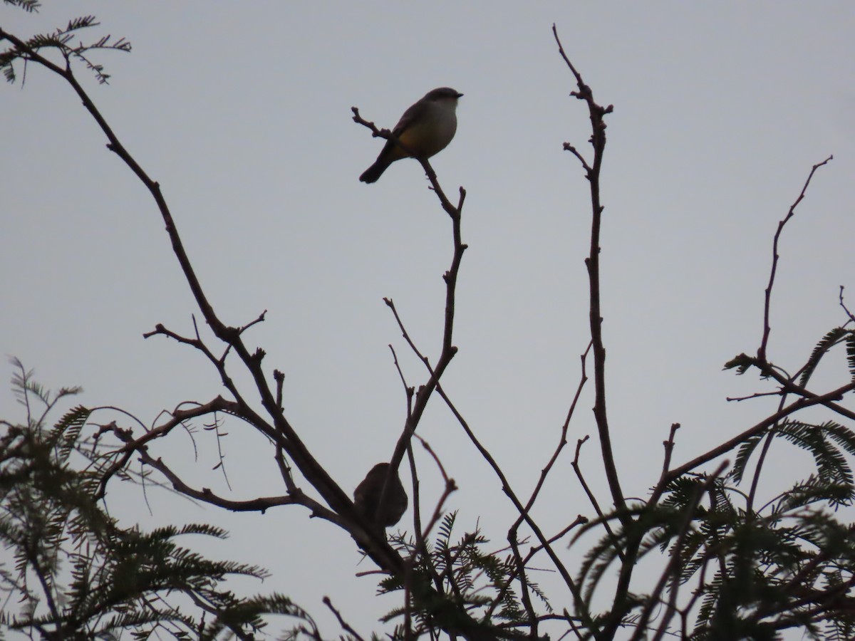 Vermilion Flycatcher - ML646755413