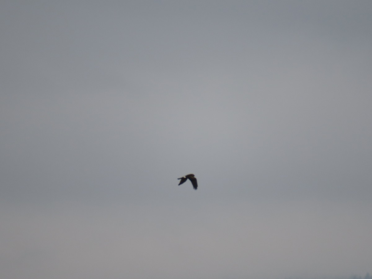 זרון אמריקני - ML646755415