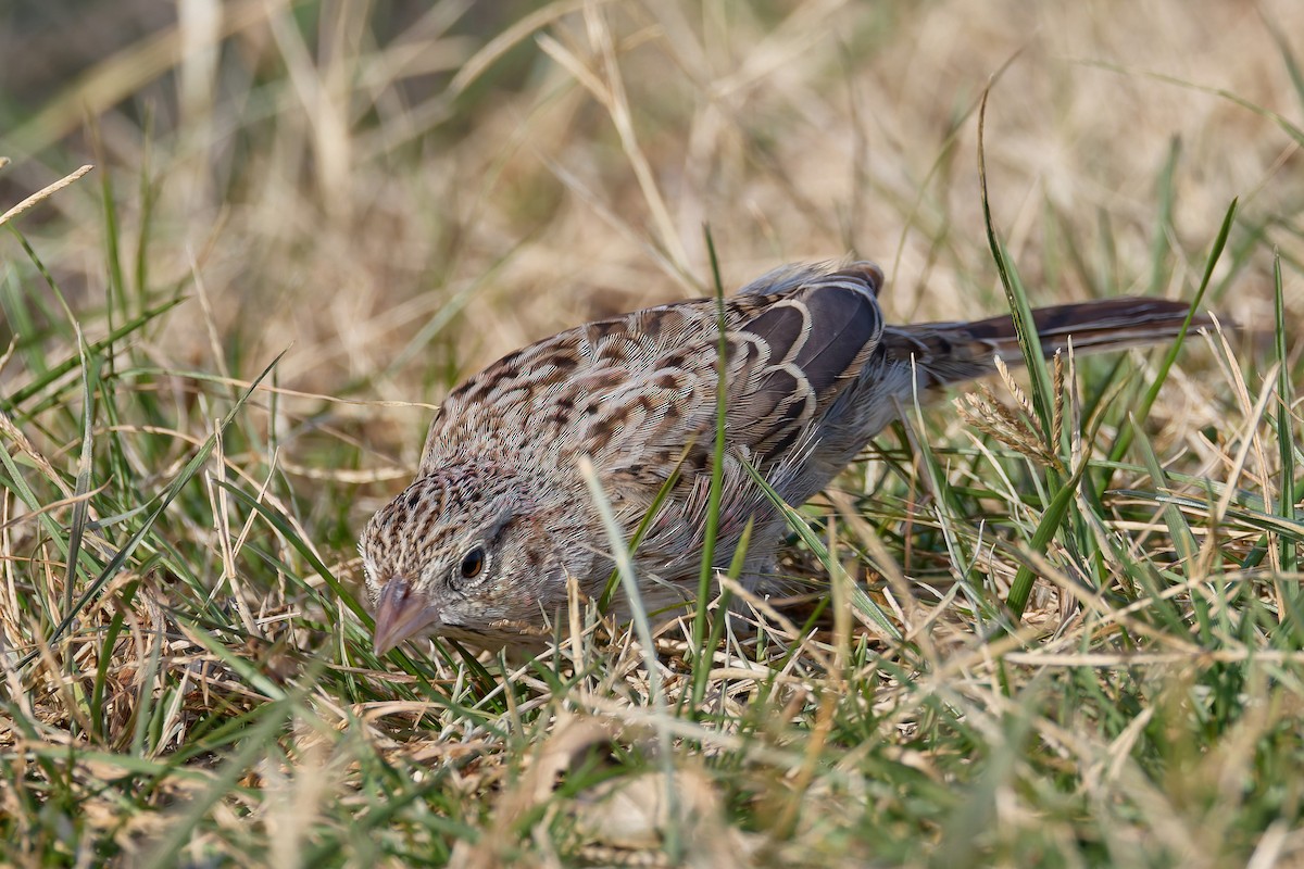 Cassin's Sparrow - ML646755416