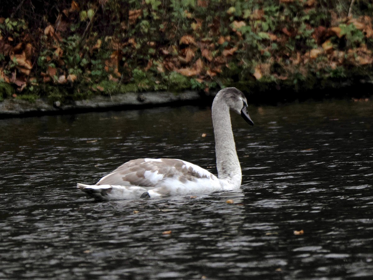 Mute Swan - ML646755417